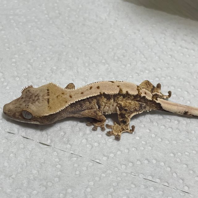 트라이