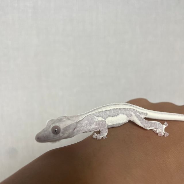 릴잔틱
