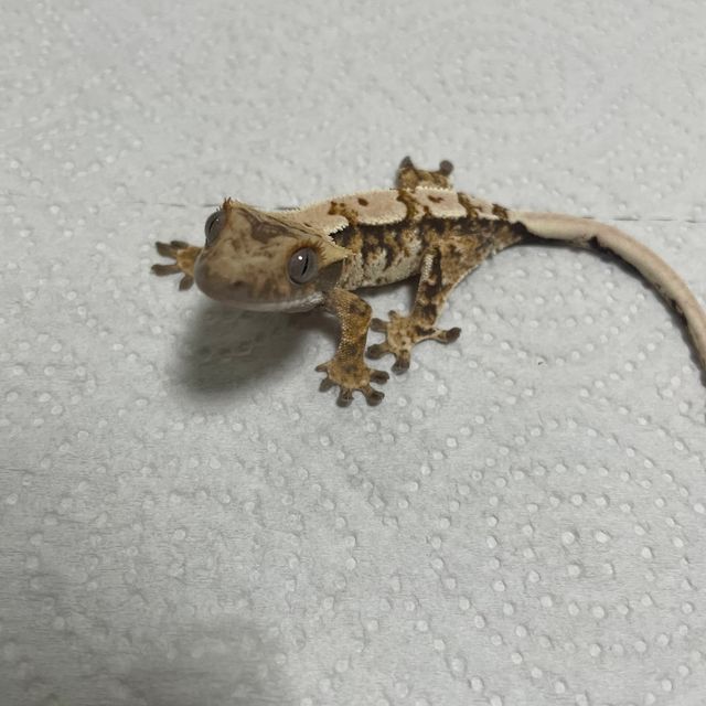 트라이