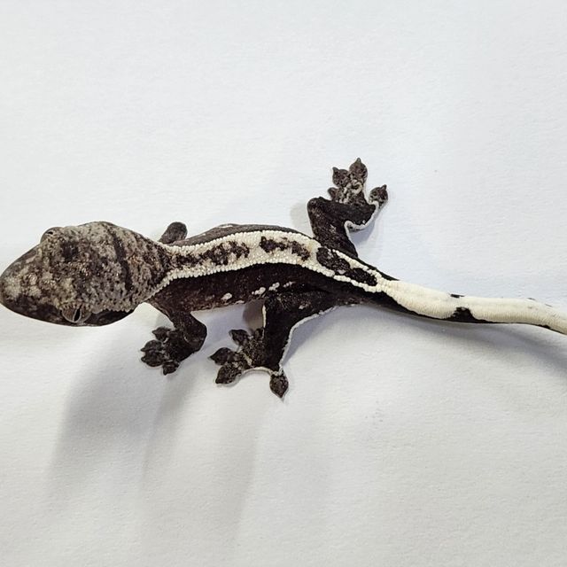 아잔틱