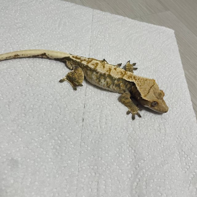 트라이