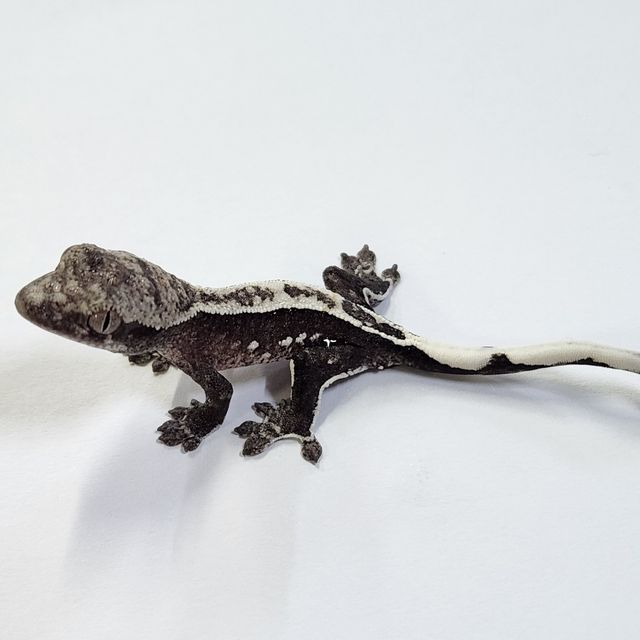 아잔틱