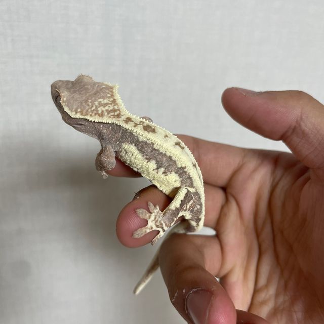 프라푸치노