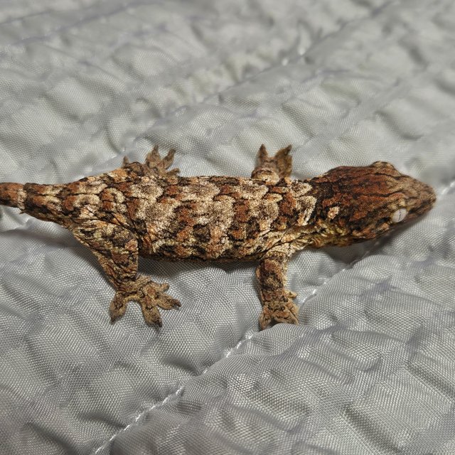 하이 컬러 트루 컬러