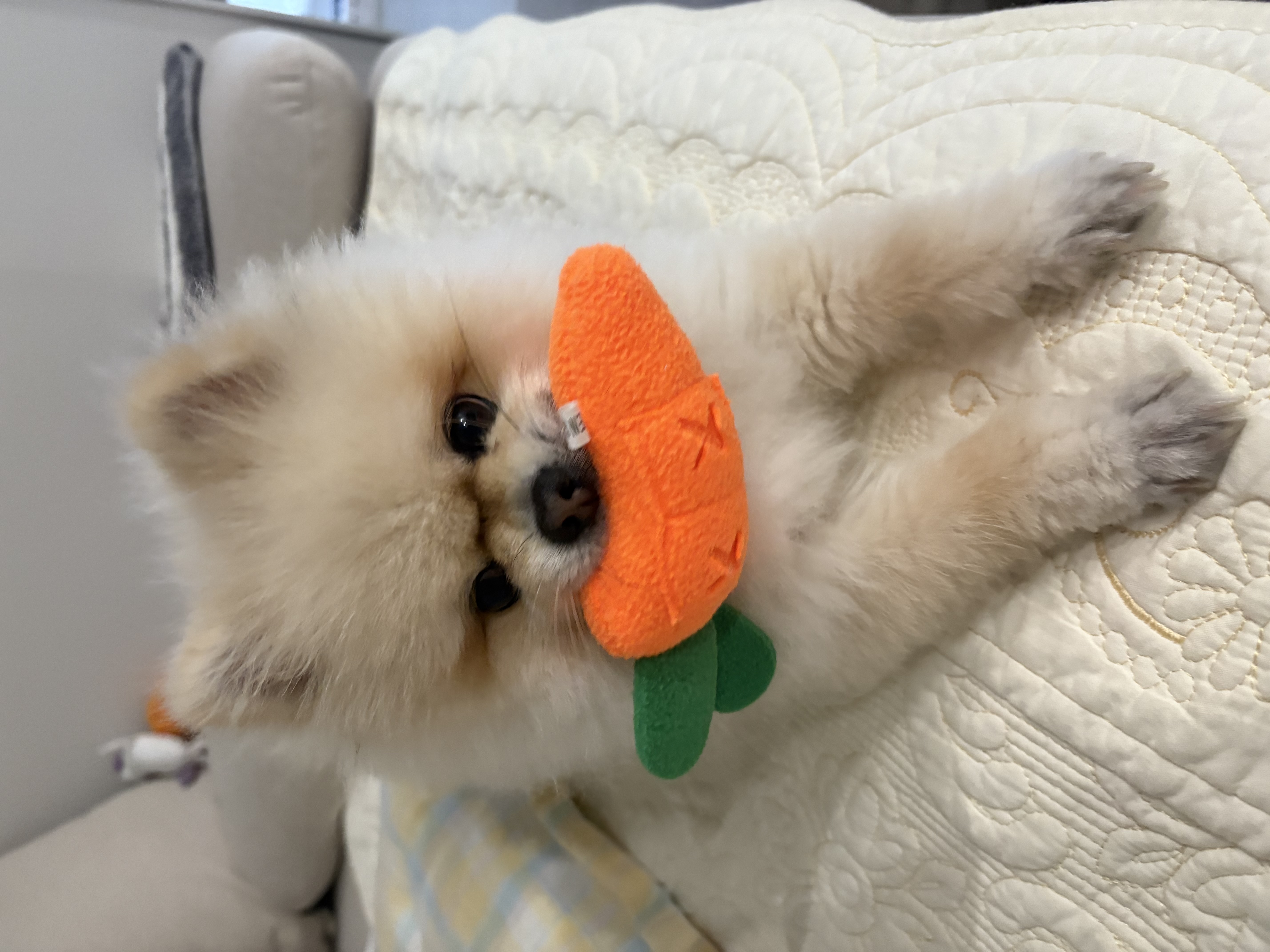 밍또