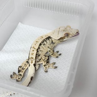 노멀 드리피 화이트스팟