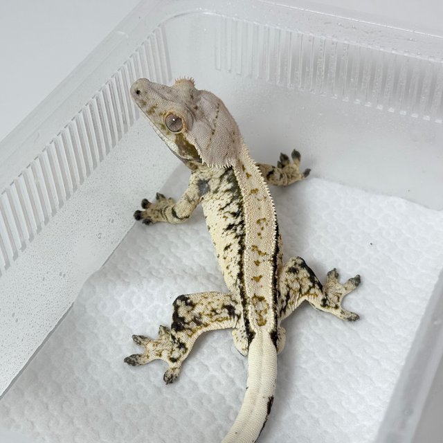 노멀 드리피 화이트스팟