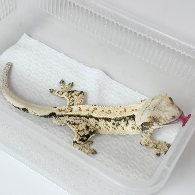 노멀 드리피 화이트스팟