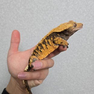 할리퀸 텐저린