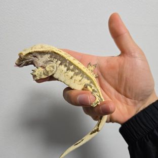 노멀
