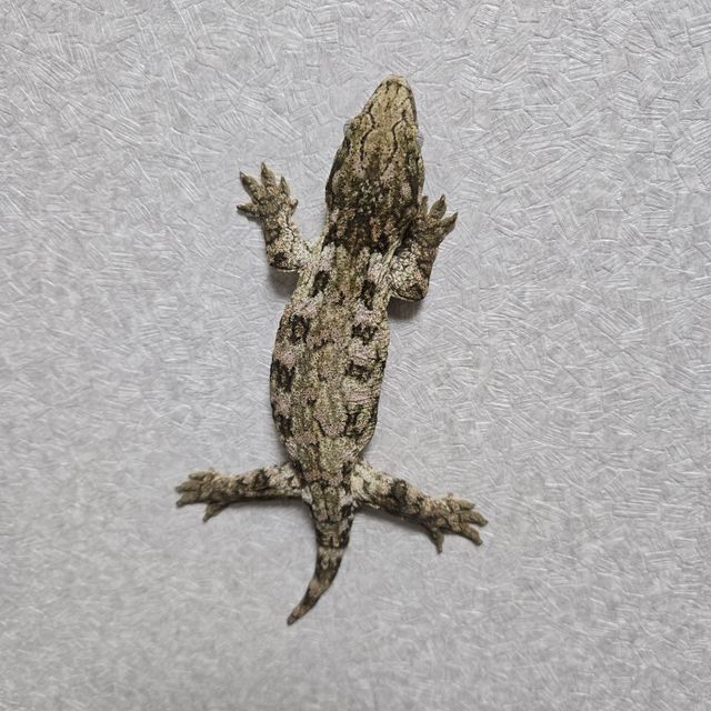 누아나 모로