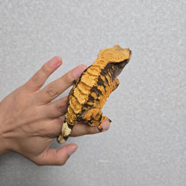 할리퀸 텐저린