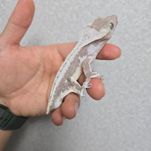 릴잔틱