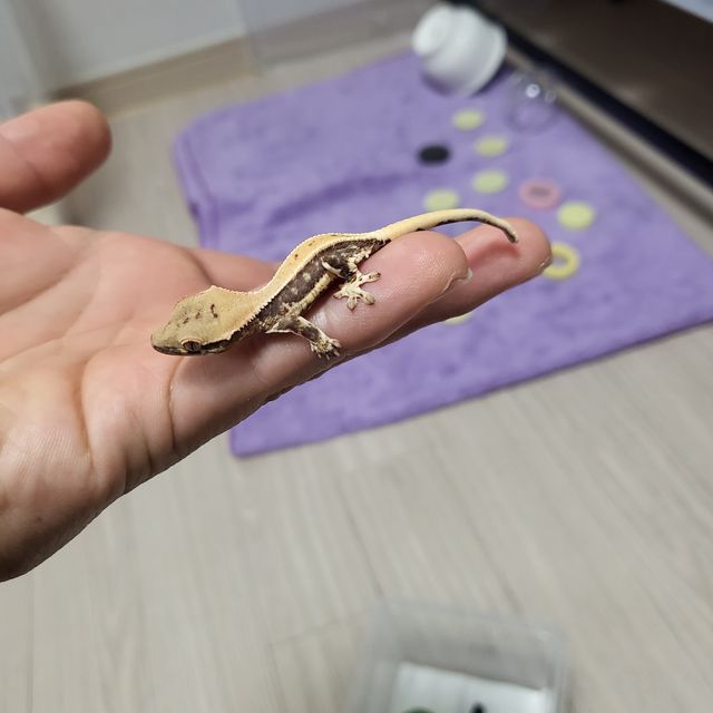 릴리화이트