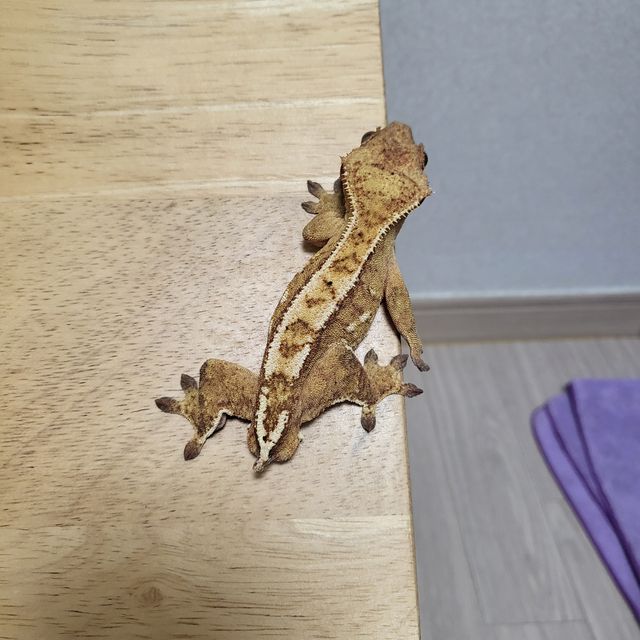 크림시클