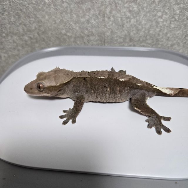 아잔틱