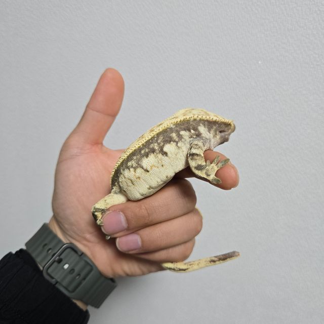 노멀
