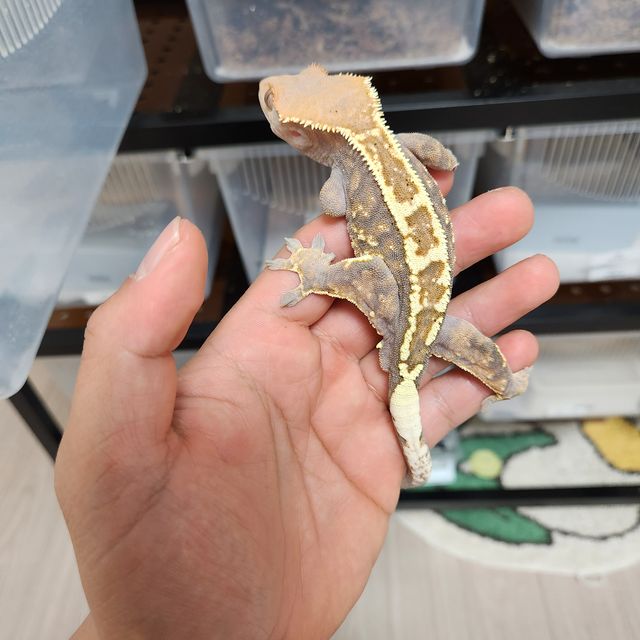 카푸치노