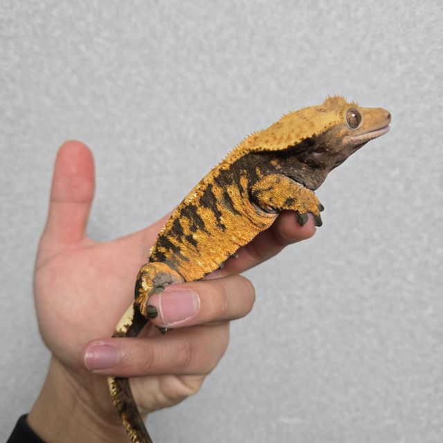 할리퀸 텐저린