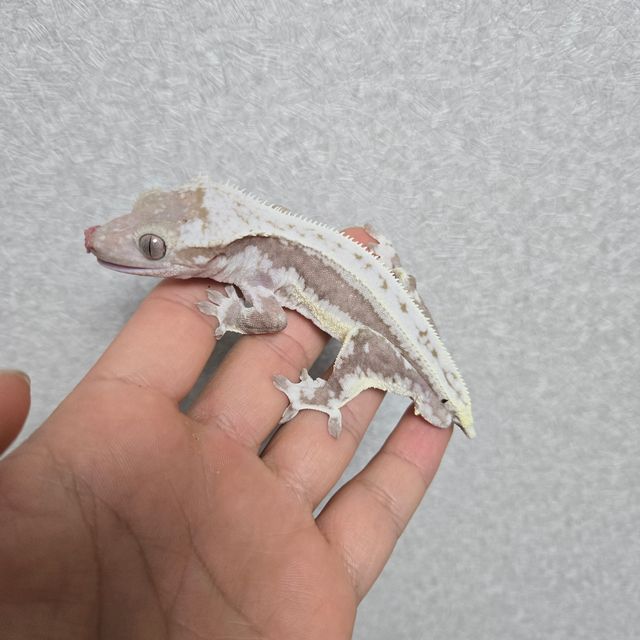 릴잔틱