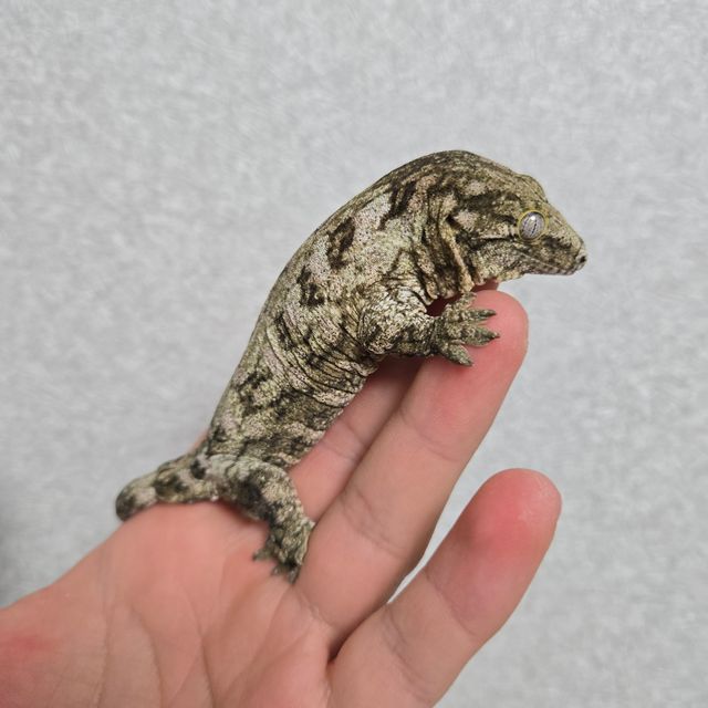 누아나 모로