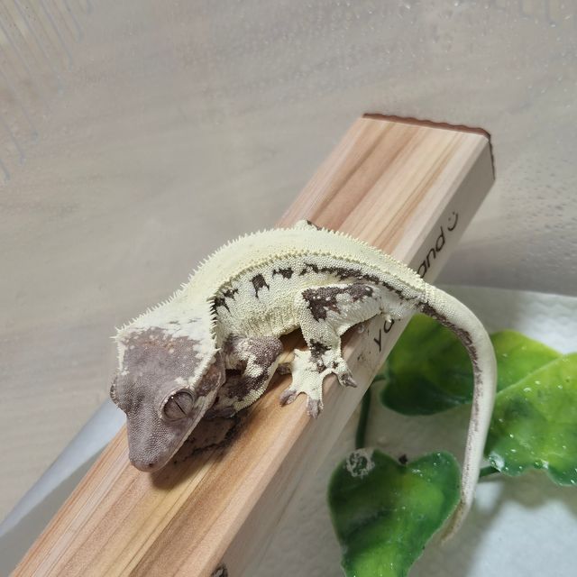 릴리 세이블