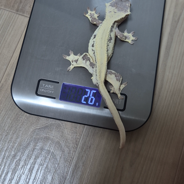릴리 세이블