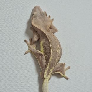 다크 레드 팬텀 릴리화이트