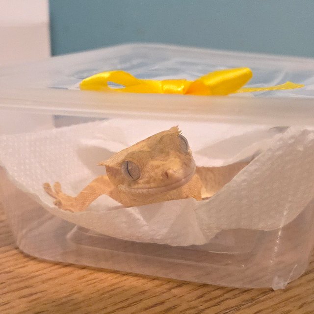 옐로우 스트로베리 팬텀