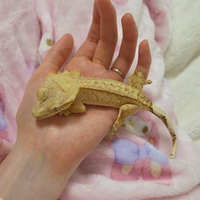 옐로우 스트로베리 팬텀