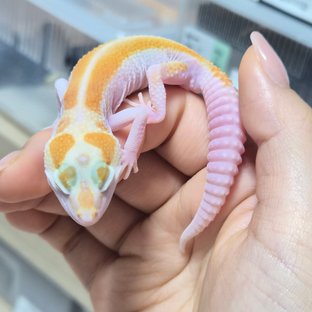 옐로우 화이트 알비노