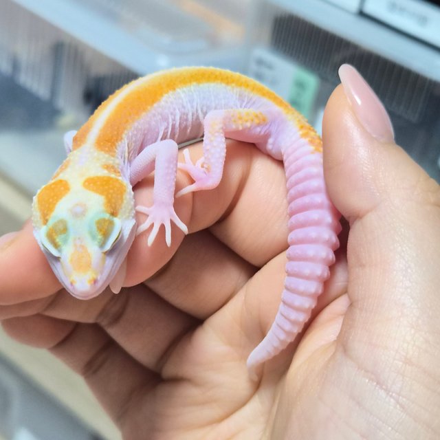 옐로우 화이트 알비노