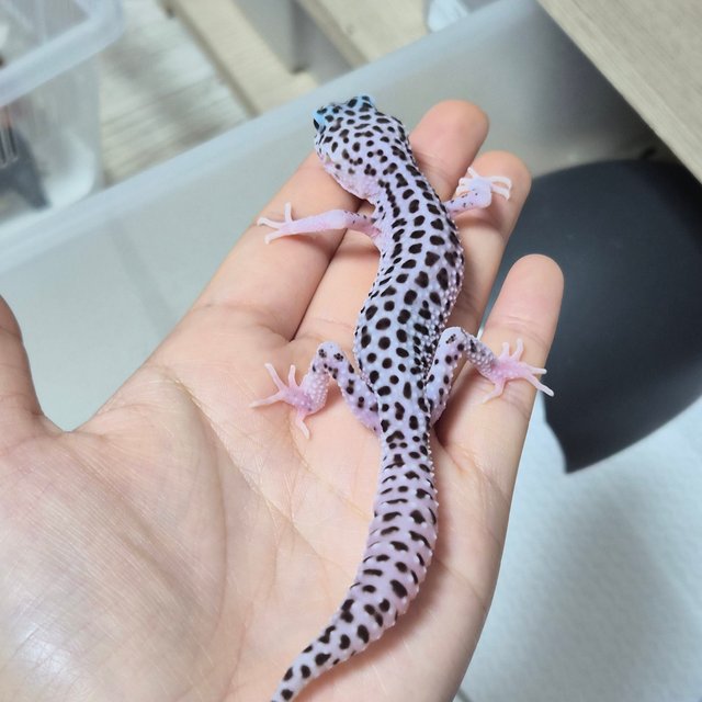 슈퍼스노우 블랙나이트