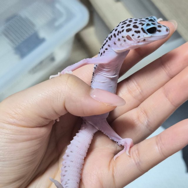 슈퍼스노우 블랙나이트