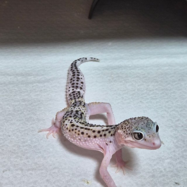 슈퍼스노우 이클립스 블랙나이트