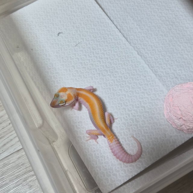 옐로우 화이트 알비노