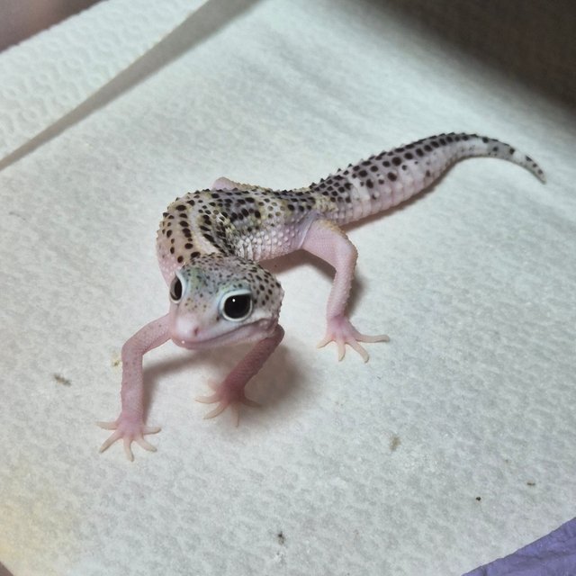 슈퍼스노우 이클립스 블랙나이트