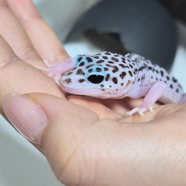 슈퍼스노우 블랙나이트