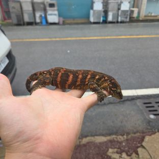헷 멜라니스틱 레드바 하키토