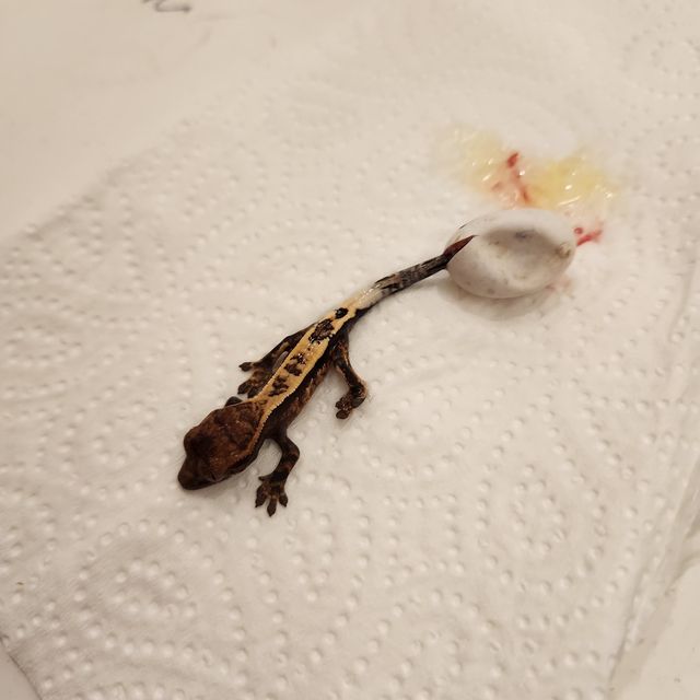 세이블