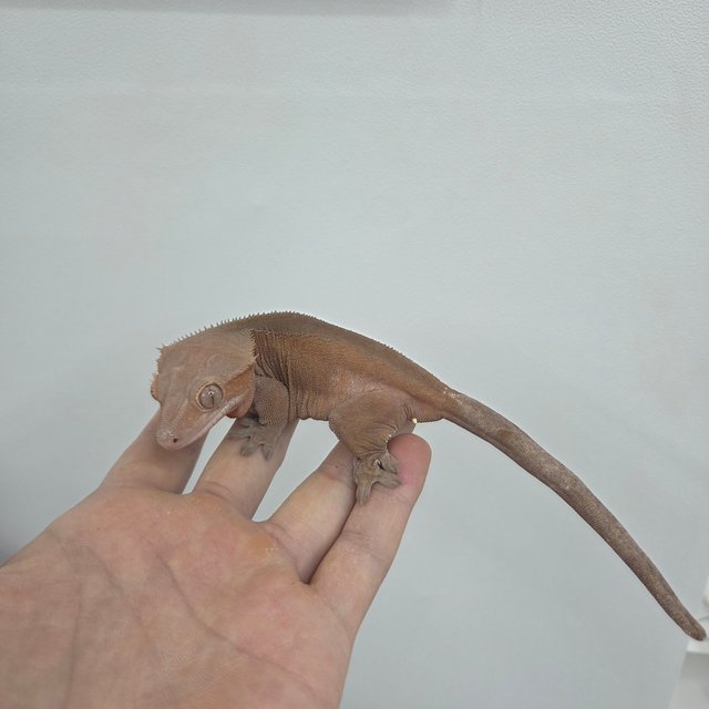 노멀 바이 레드