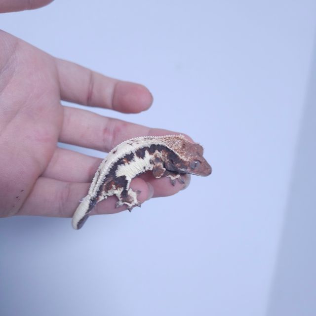 세이블