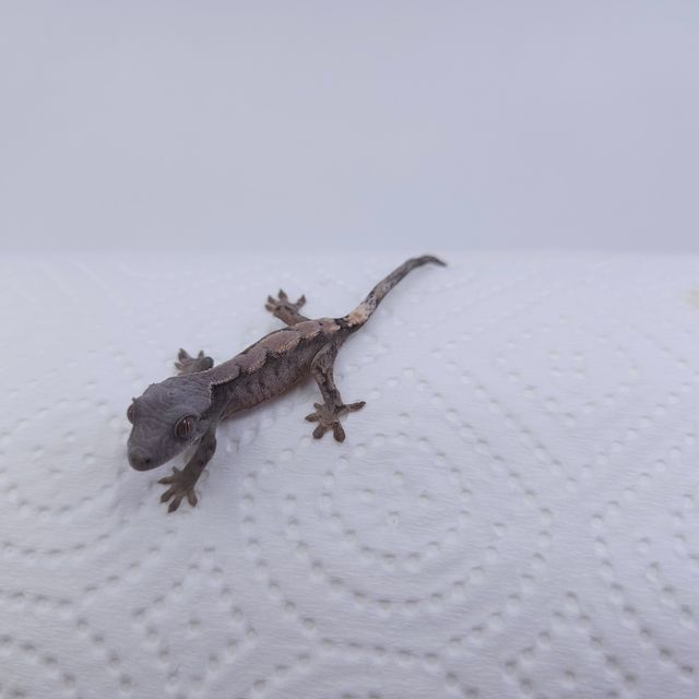 세이블