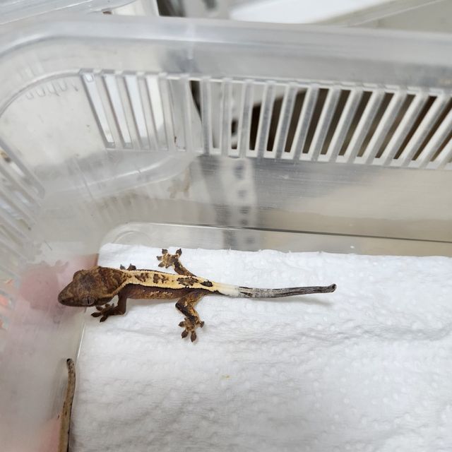 세이블