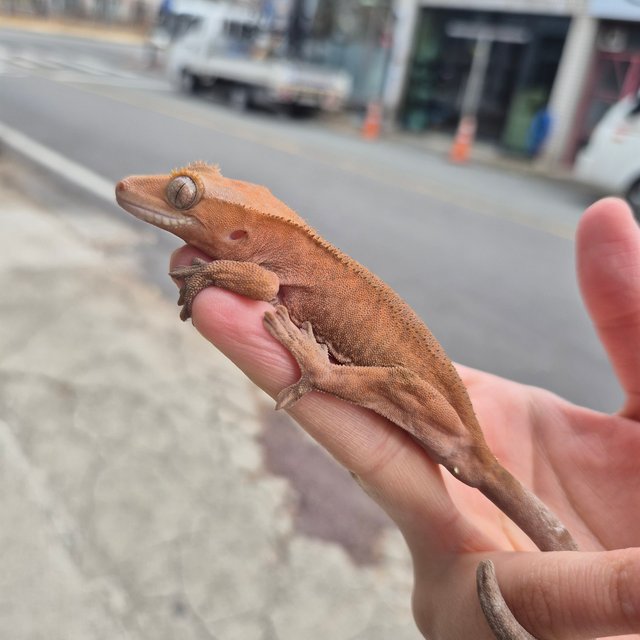 노멀 바이 팬텀 레드