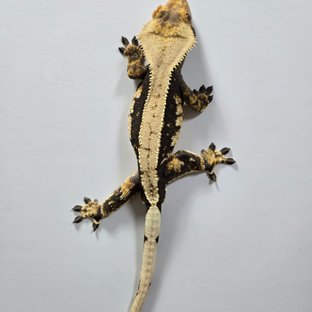 노멀 쿼드 블랙 화이트