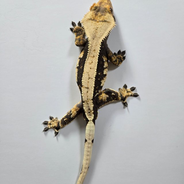 노멀 쿼드 블랙 화이트