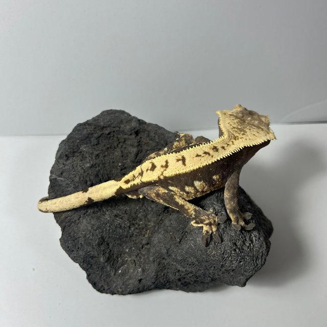 노멀 쿼드 화이트 블랙 드리피