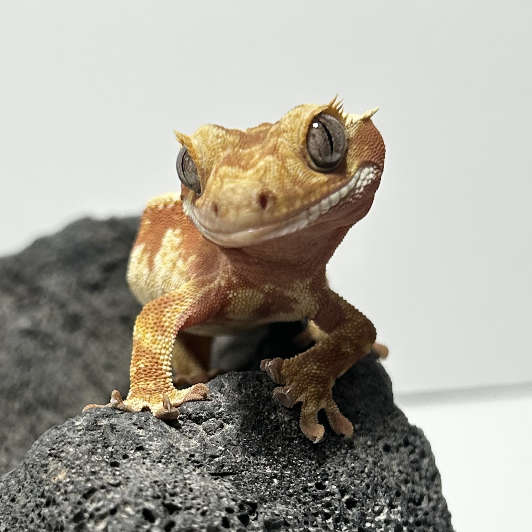 바보크레