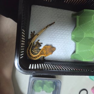 슈퍼스트라이프 엠티백